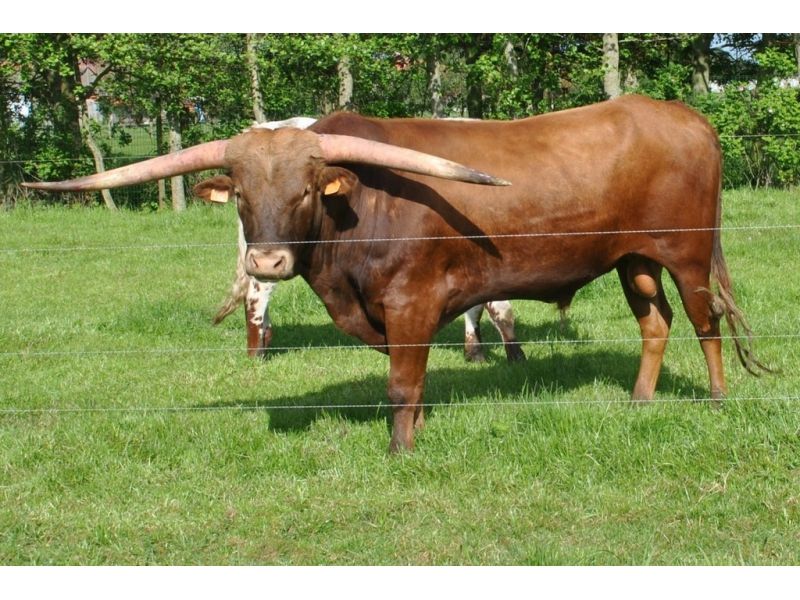 Texaslonghorn nl