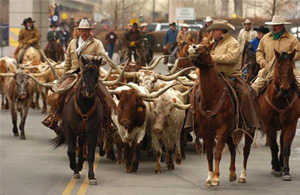 Cattle Drive