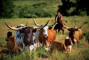 Texas Longhorns